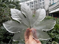 After Ice Rain in South China